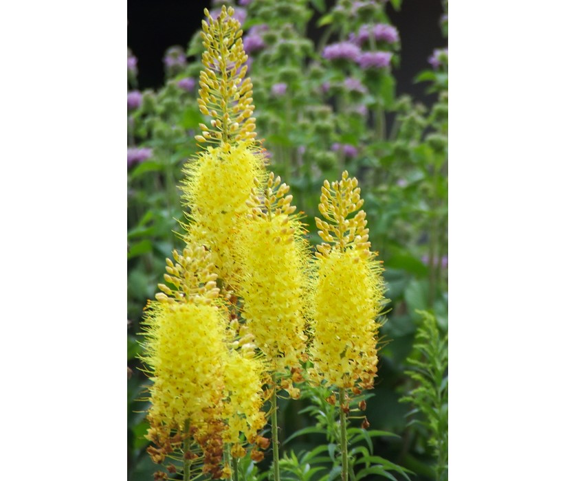 Yellow Foxtail Lily